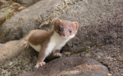 浄土平ギャラリー