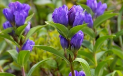 浄土平ギャラリー