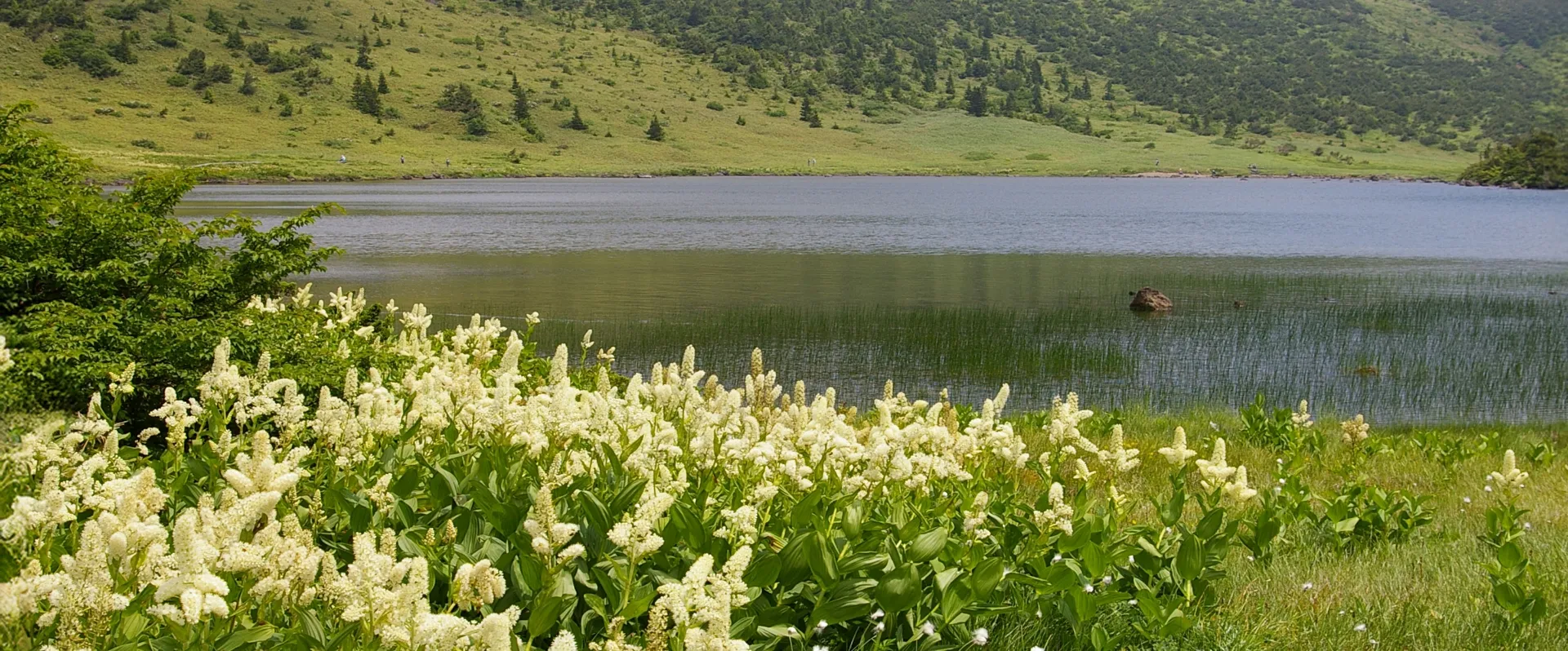 浄土平の動物・植物