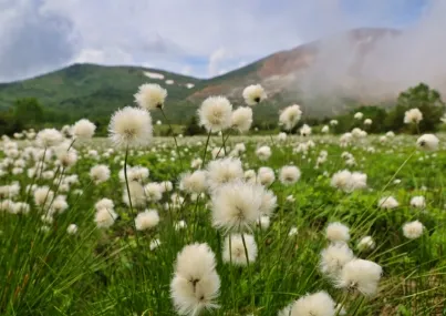 ワタスゲの果穂