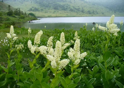 コバイケイソウ