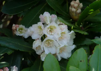 ネモトシャクナゲ