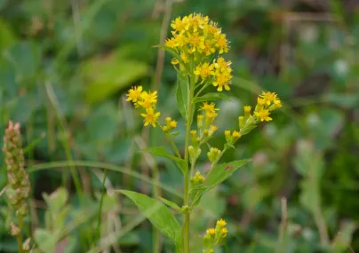 ミヤマアキノキリンソウ
