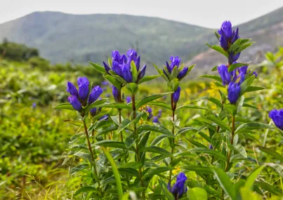 エゾリンドウ、エゾオヤマリンドウ